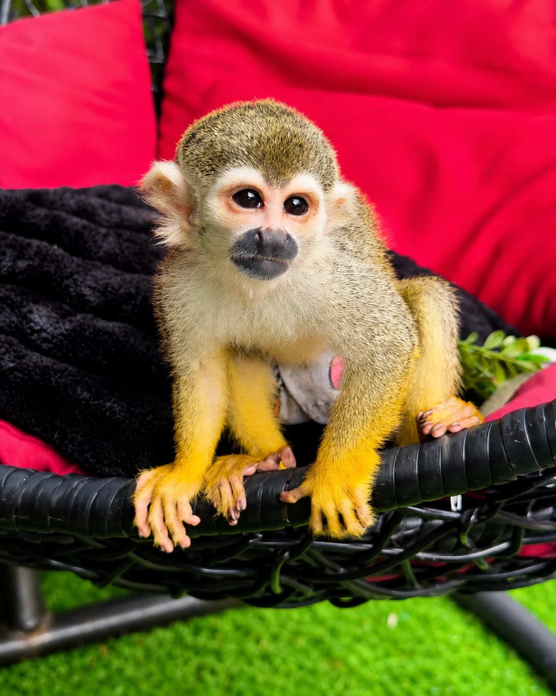 Portrait of Jinny's small monkey on a dark woven seat with bright pink cushions